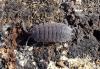 Porcellio scaber